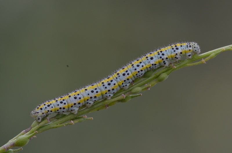 Mi aiutate a identificare questo bruco?